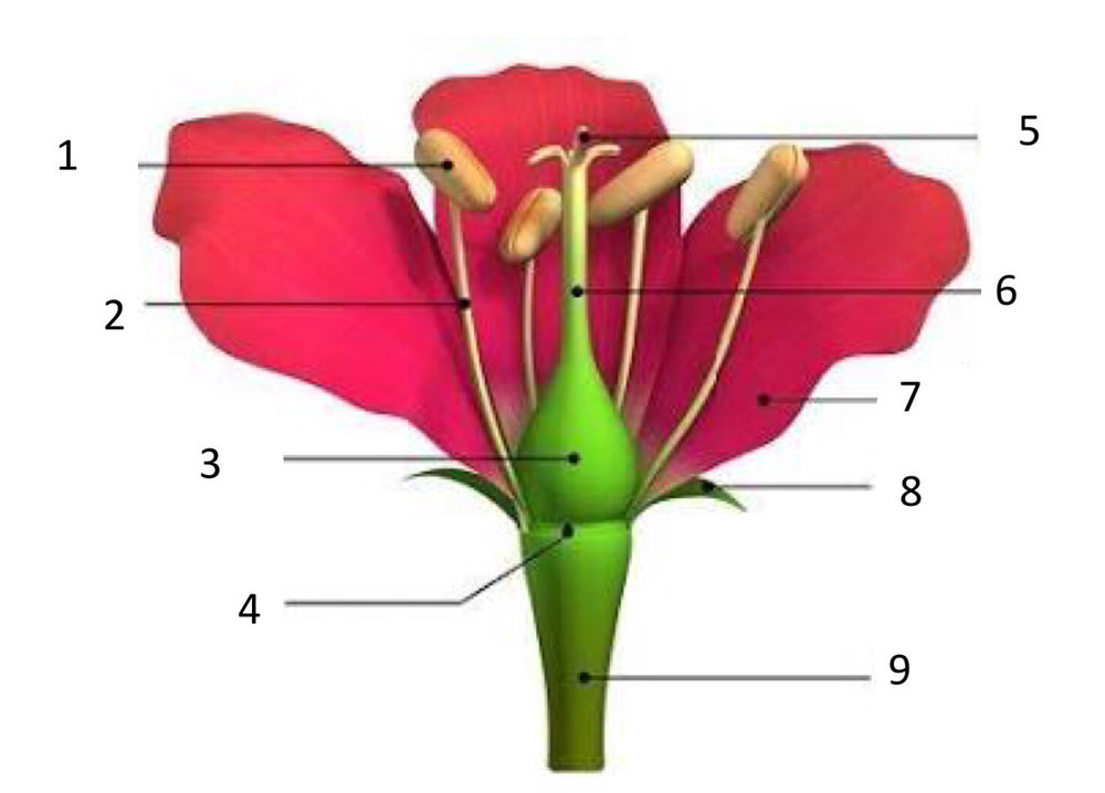 Reprodução Das Plantas Flashcards 2914