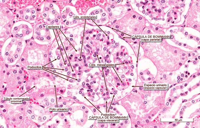 Histología del riñon | Mind Map