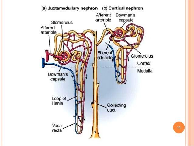 Overview Of Renal Physiology 