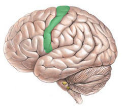 Chapter 3 - Biopsychology | Flashcards