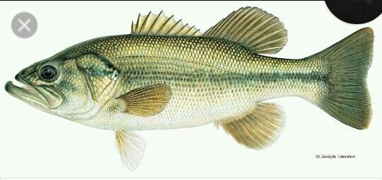 Bass Fish Picture