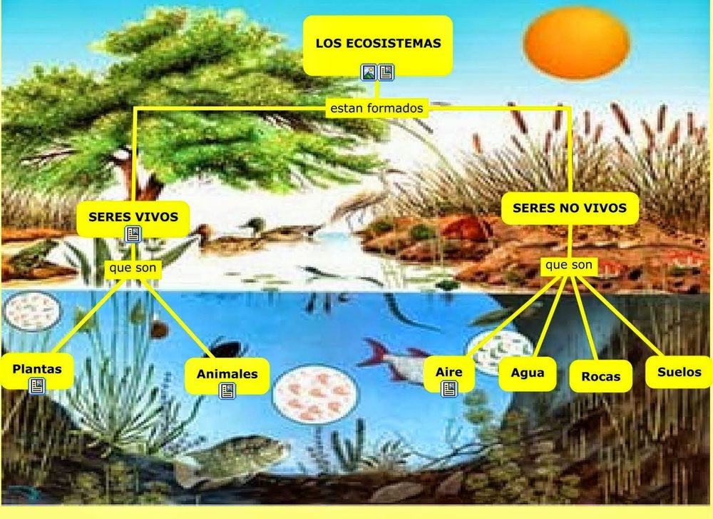 Ecosistemas | Flashcards