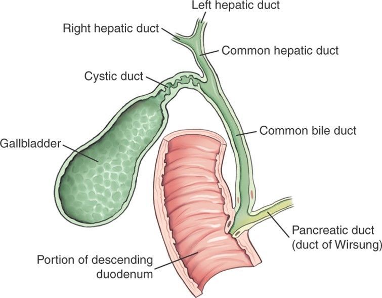 Biliary System & Surgical Procedures | Flashcards