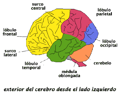 TEST EL CEREBRO | Quiz