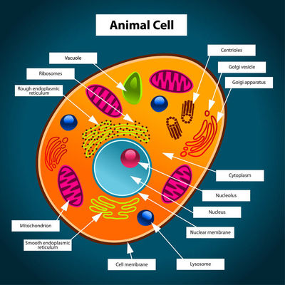 Year 8 biology | Quiz