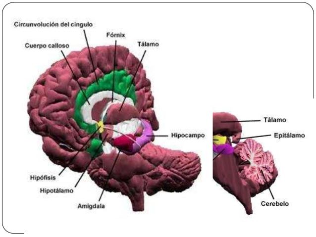 Diencéfalo | Mind Map