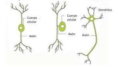 NEUROHISTOLOGIA | Mind Map