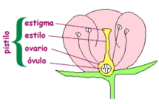 organografía de una flor | Mind Map