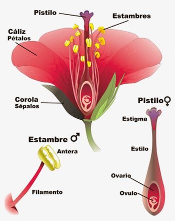 organografía de una flor | Mind Map