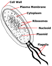 B2: Plant, Animal & Bacteria Cells | Mind Map