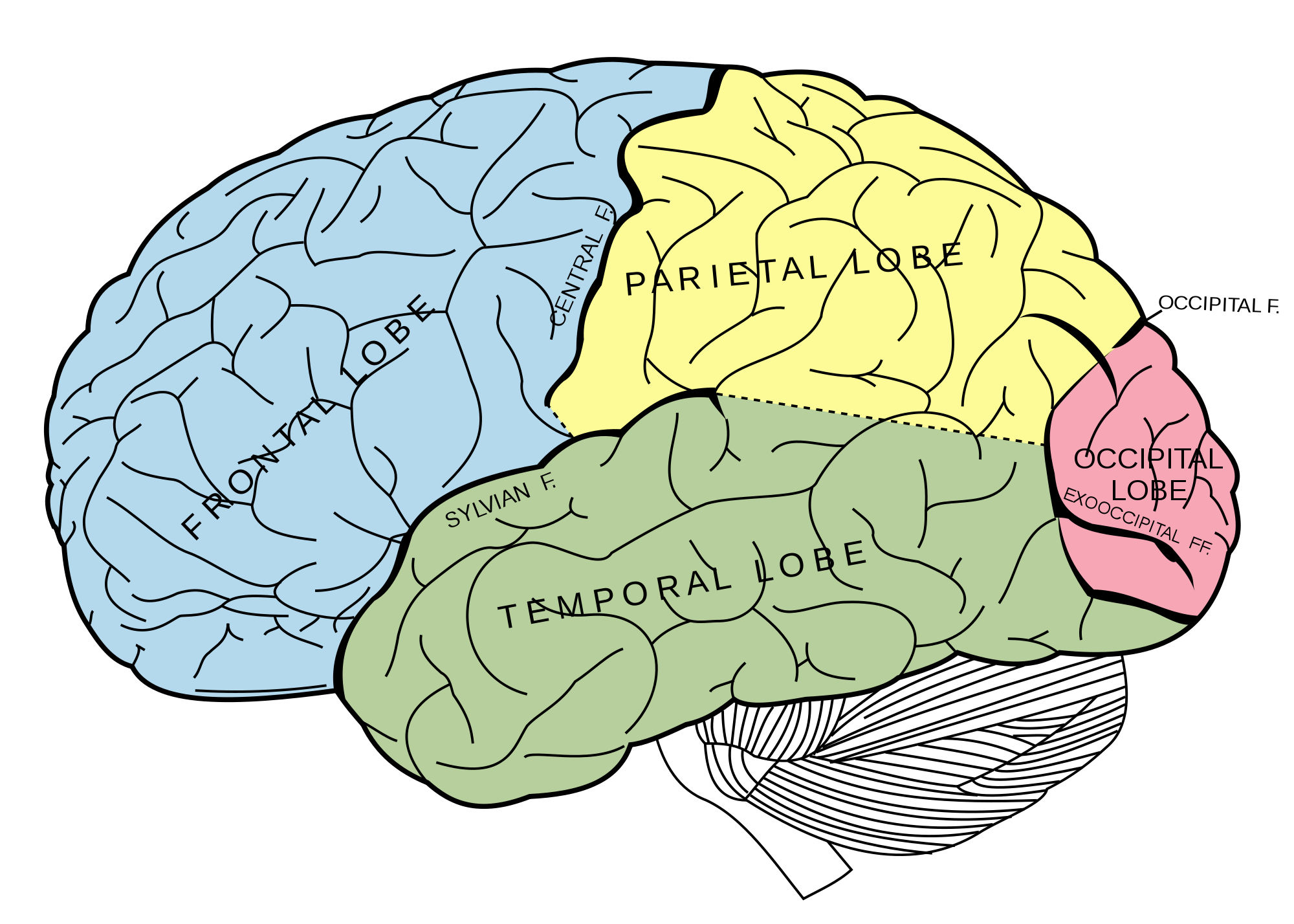 CEREBRO | Mind Map