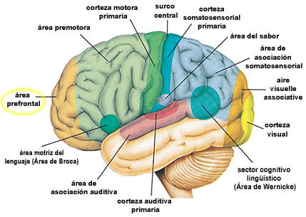 Amnesia Disociativa | Mind Map