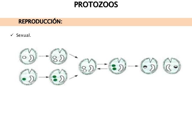 REINO PROTISTA | Mind Map