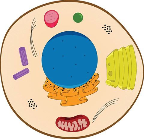 Célula eucarionte animal | Mind Map