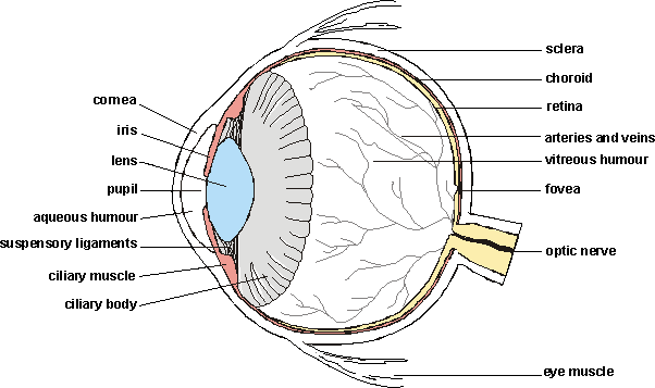 The Eye | Mind Map