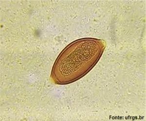 enterobius vermicularis ufrgs cum să vindecăm papilomele la intim