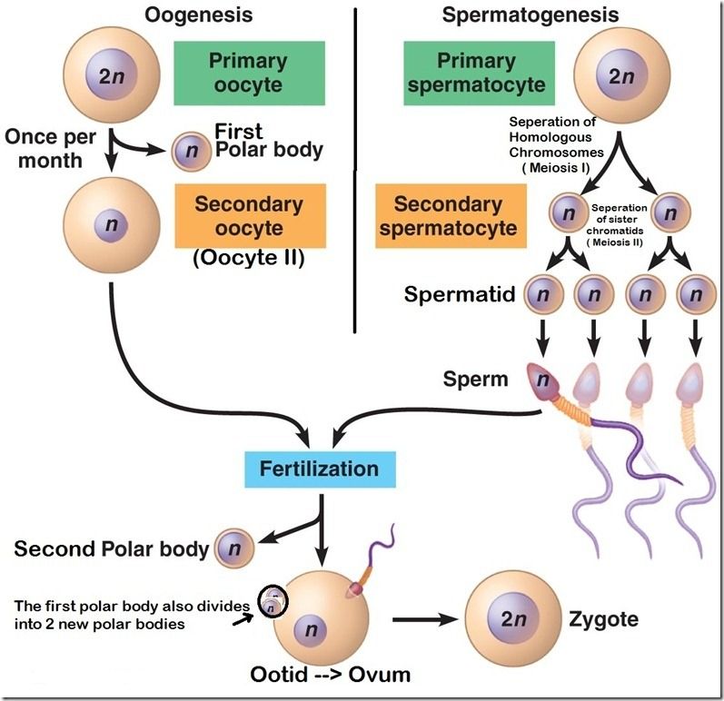 Reproductive Systems Mind Map 6042