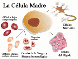 CELULAS MADRES | Mind Map