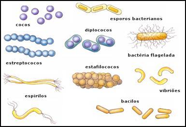 Bacterias | Mind Map