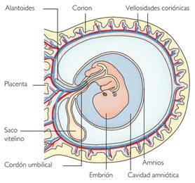 CAPAS GERMINALES | Mind Map