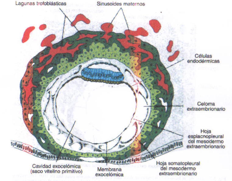 Disco Germinativo Bilaminar | Mind Map