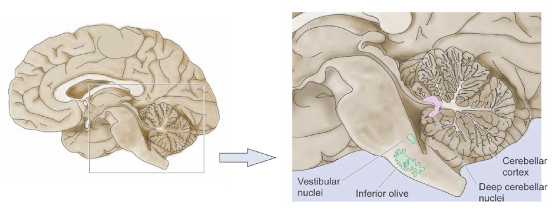 cerebellar cortex