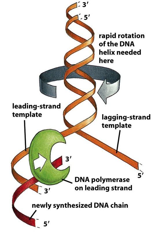 DNA replication | Mind Map