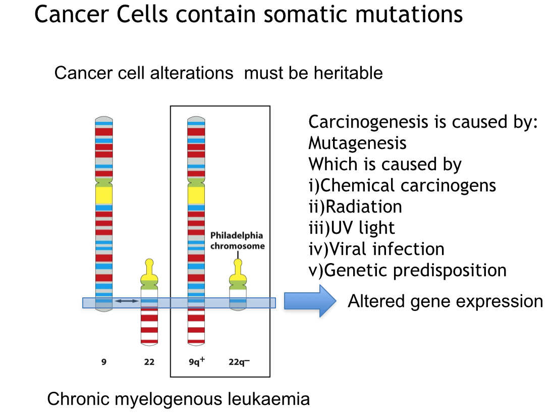 Cancer | Mind Map