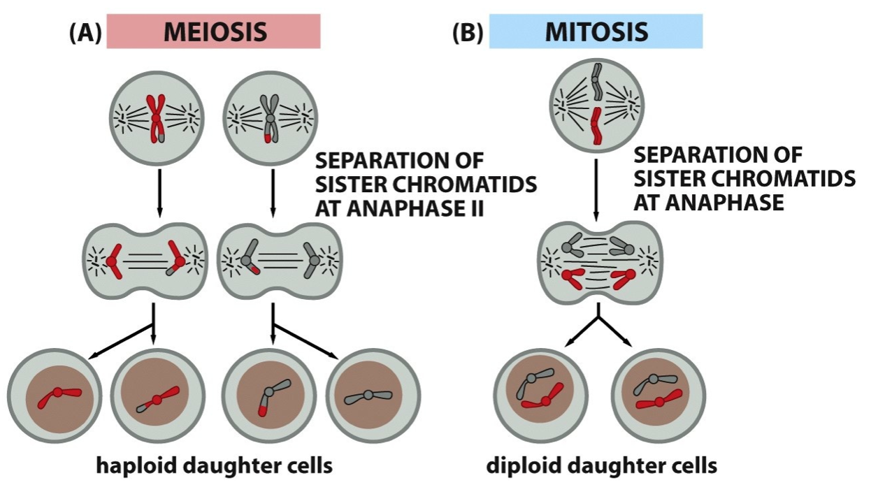 Mitosis and meiosis | Mind Map