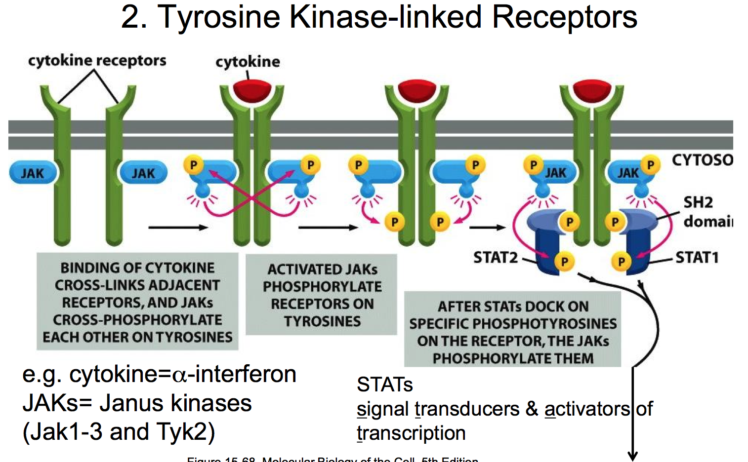 Enzyme-linked cell surface receptors | Mind Map