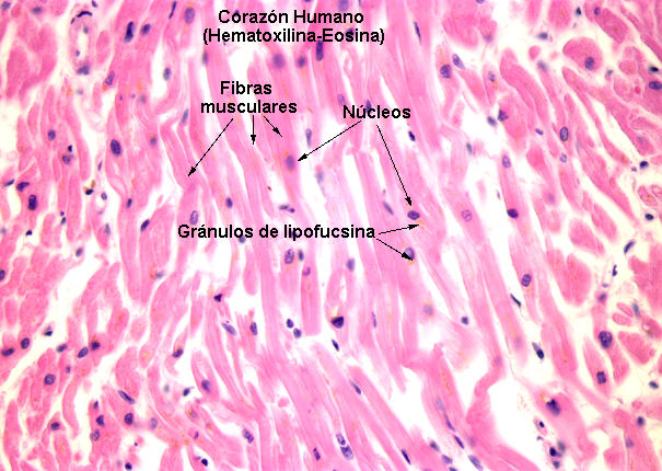 Sistemas Muscular Mind Map