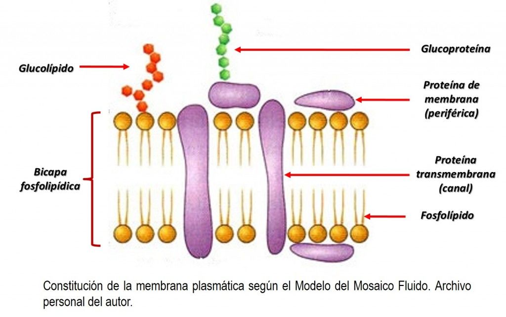 MEMBRANA CELULAR | Mind Map