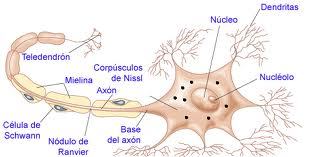 HISTOLOGIA Y EMBRIOLOGIA DEL SISTEMA NERVIOSO | Mind Map