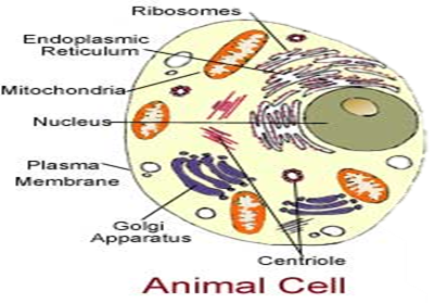Animal vs. Plant Cells | Mind Map