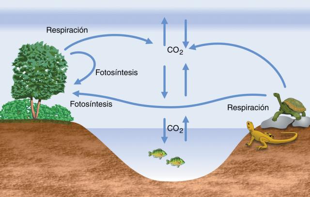 ciclo del carbono mapa konzeptionell