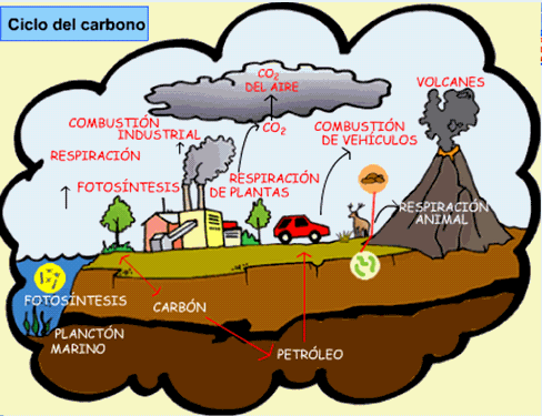 ciclo del carbono mapa konzeptionell