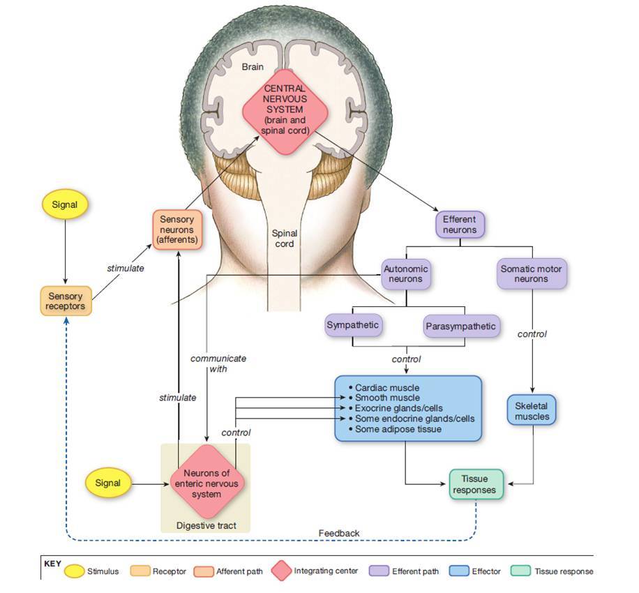 Sistem Saraf Sebagai Pengendali Homeostasis Mind Map 0435