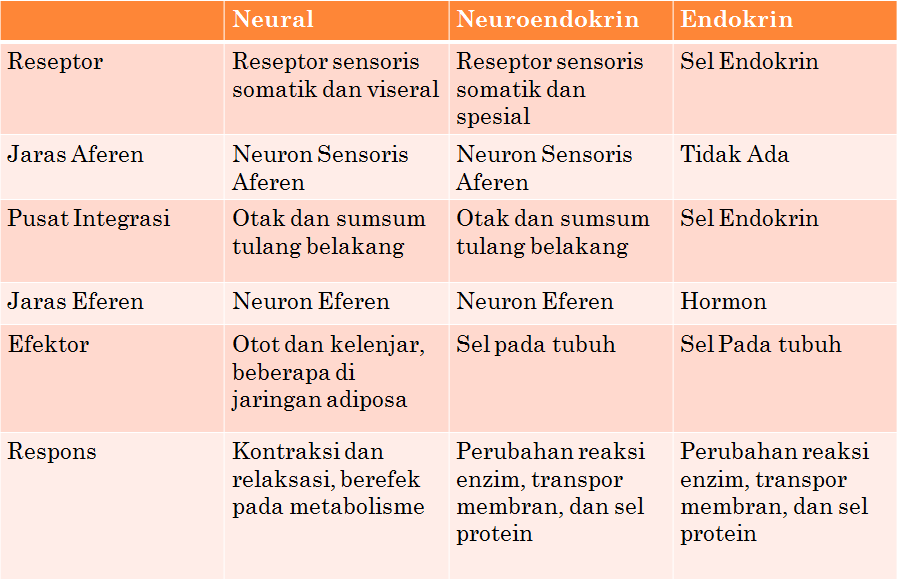 Sistem Saraf Mind Map 9114