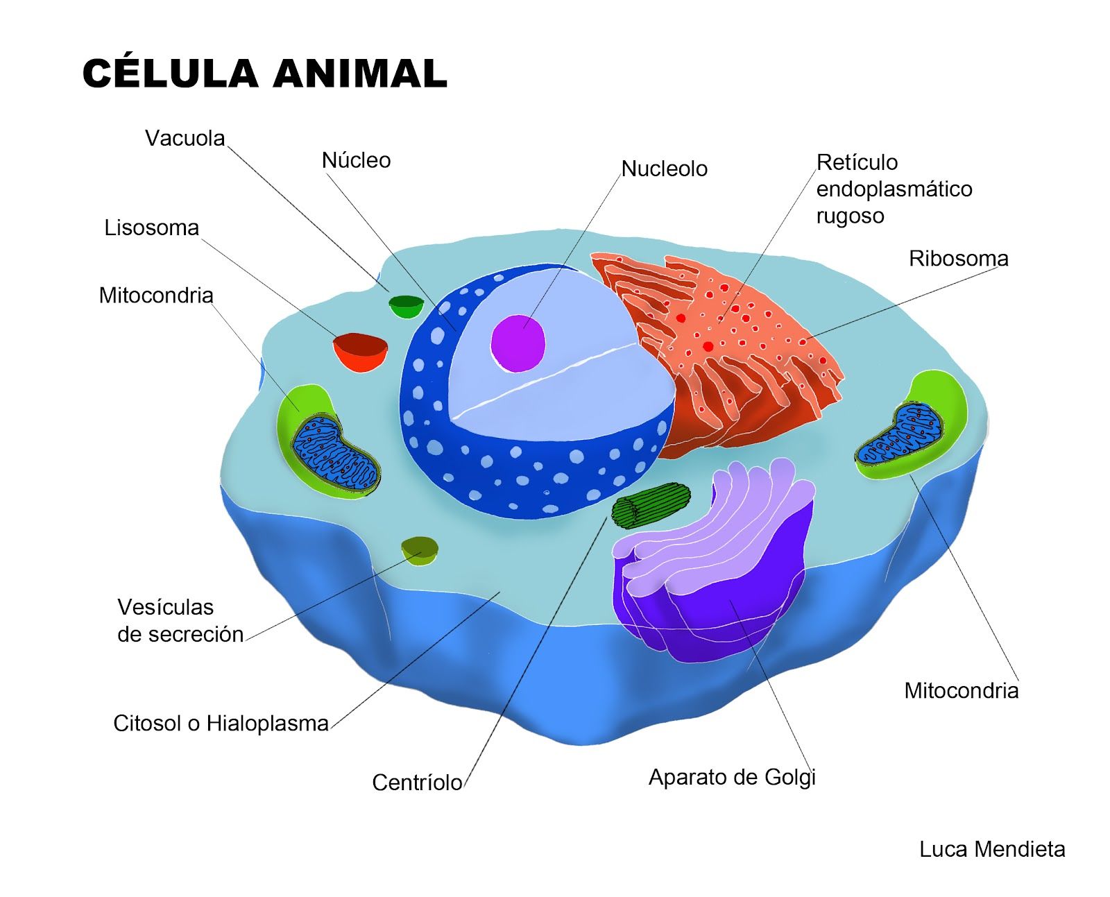 Las Celulas Mind Map The Best Porn Website - vrogue.co