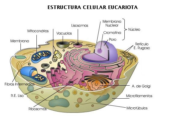 LA CELULA | Mind Map