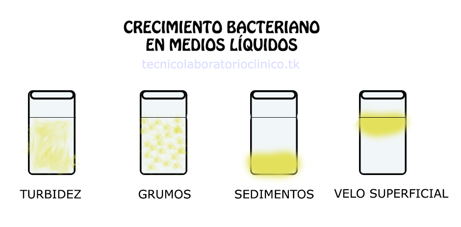 Crecimiento Bacteriano | Mind Map