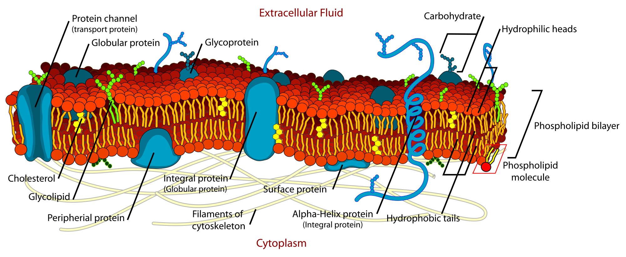 biology-1-4-membrane-transport-mind-map