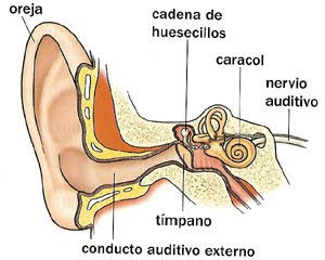 NUESTROS SENTIDOS | Mind Map