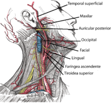 CEREBRAL IRRIGATION | Mind Map