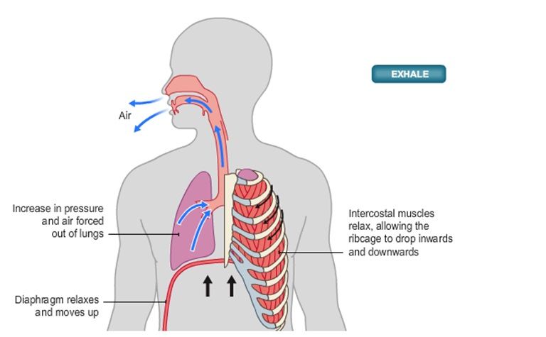 THE RESPIRATORY SYSTEM | Mind Map