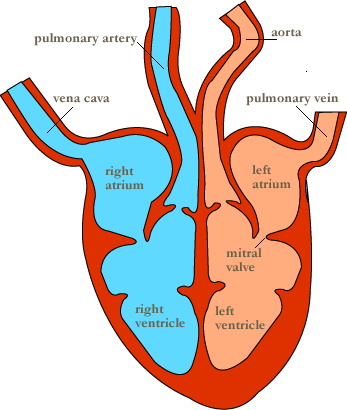 Circulatory System | Mind Map