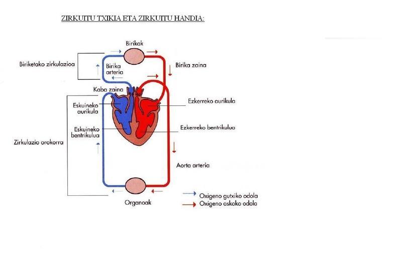 ZIRKULAZIO APARATUA | Mind Map