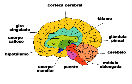 Sistema Nerviso | Mind Map