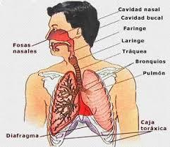 respiratory sistem | Mind Map