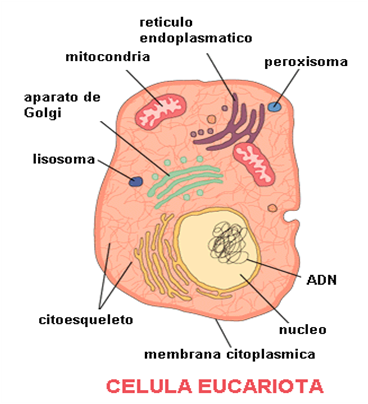 EUCARIOTA | Mind Map